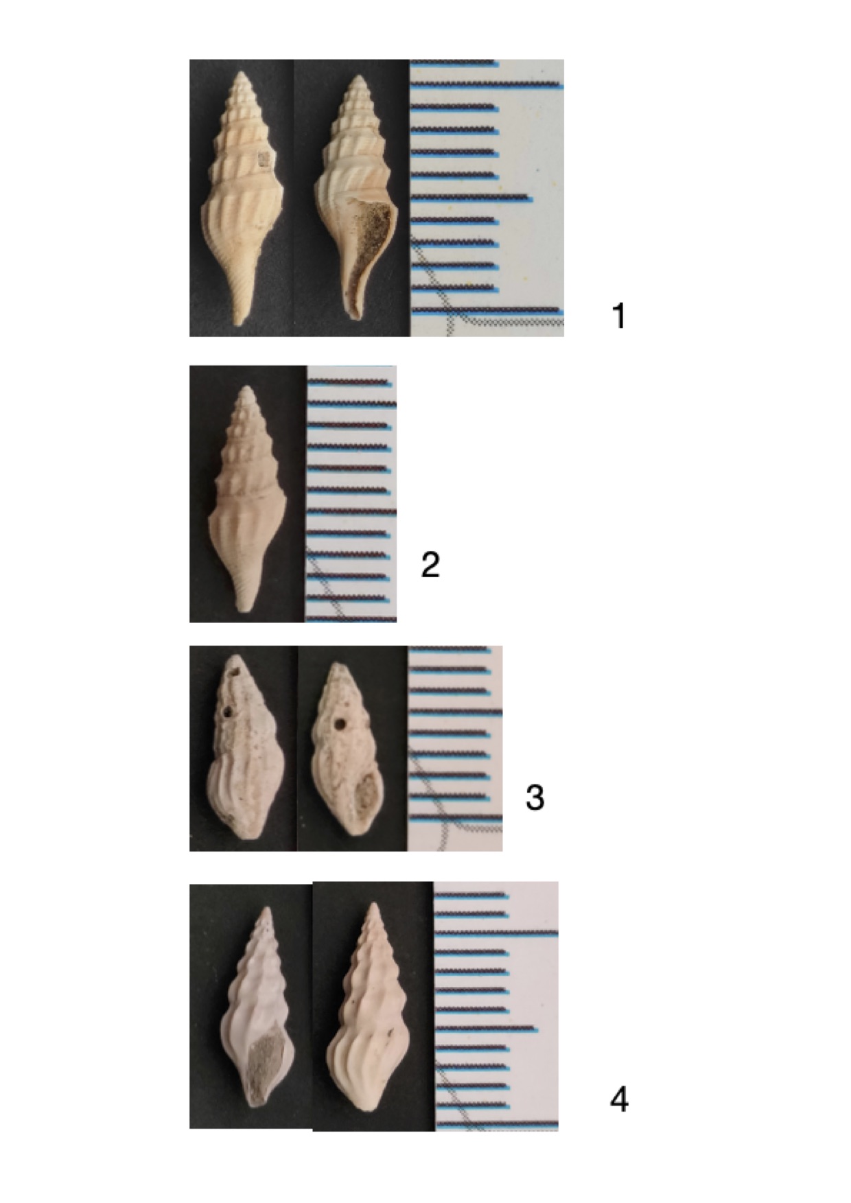 Gasteropodi pliocenici